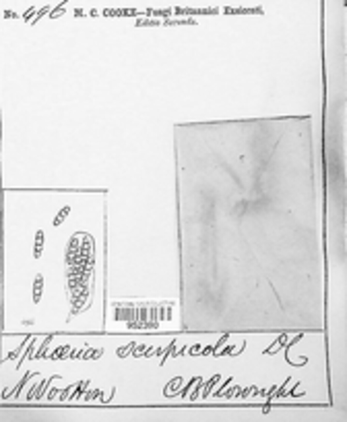 Pleospora scirpicola image
